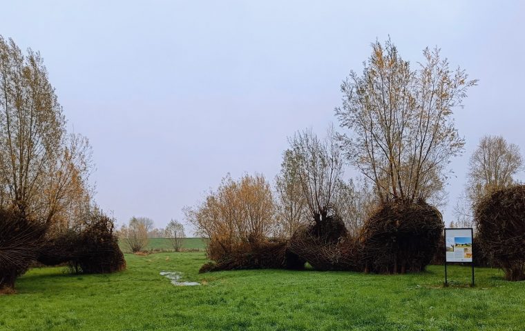 Kalkense meersen